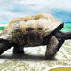Image for article titled The Terrifying Sex Organs of Male Turtles